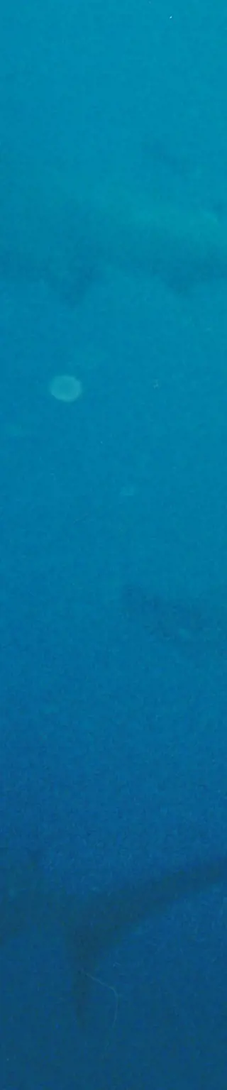 Tauchplatz "El Bajo Seamount"